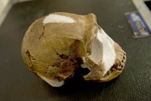 Crâne d'Homo Naledi