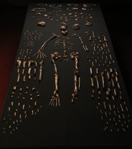 Ossements Homo Naledi