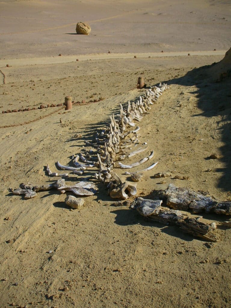 Squelette d'un basilosaurus dans le désert de Wadi Al-Hitan.
