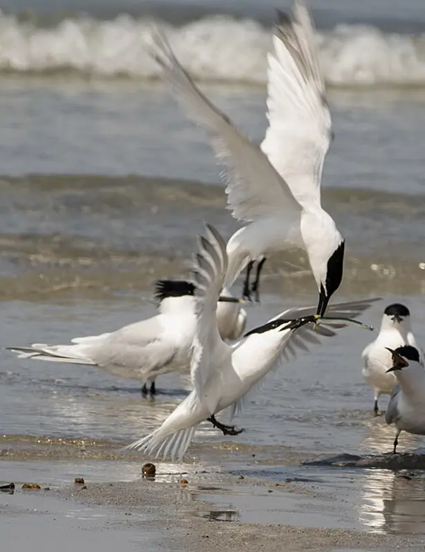 Sternes caugeks dans le bassin d'Arcachon.