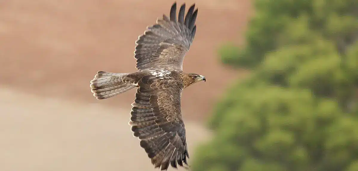 Un aigle de Bonelli en vol au-dessus d'un champ, avec des arbres en arrière-plan, symbolisant l'histoire des calanques de Marseille.