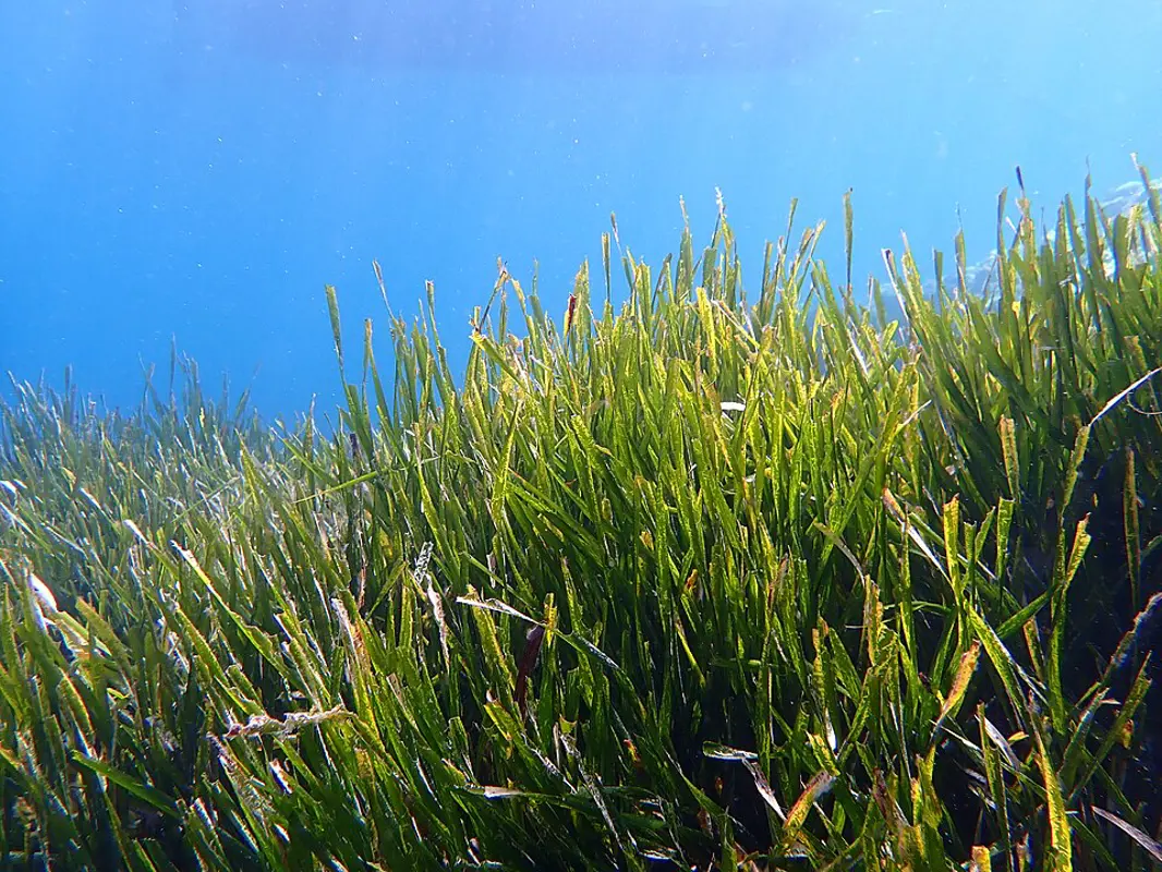 Vue sous-marine de la posidonie, une plante marine emblématique des calanques de Marseille.