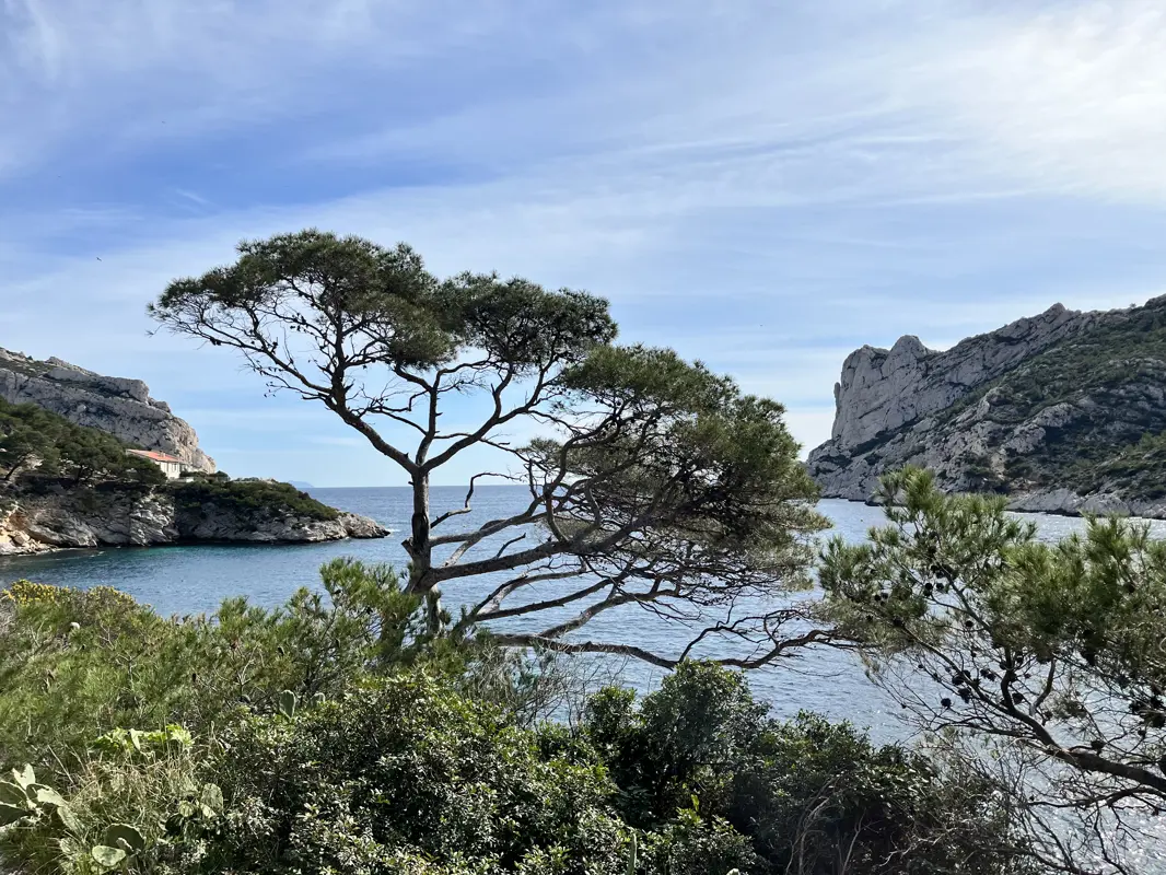 Panorama depuis la falaise face à un pin d’Alep, surplombant la mer et les calanques de Marseille.