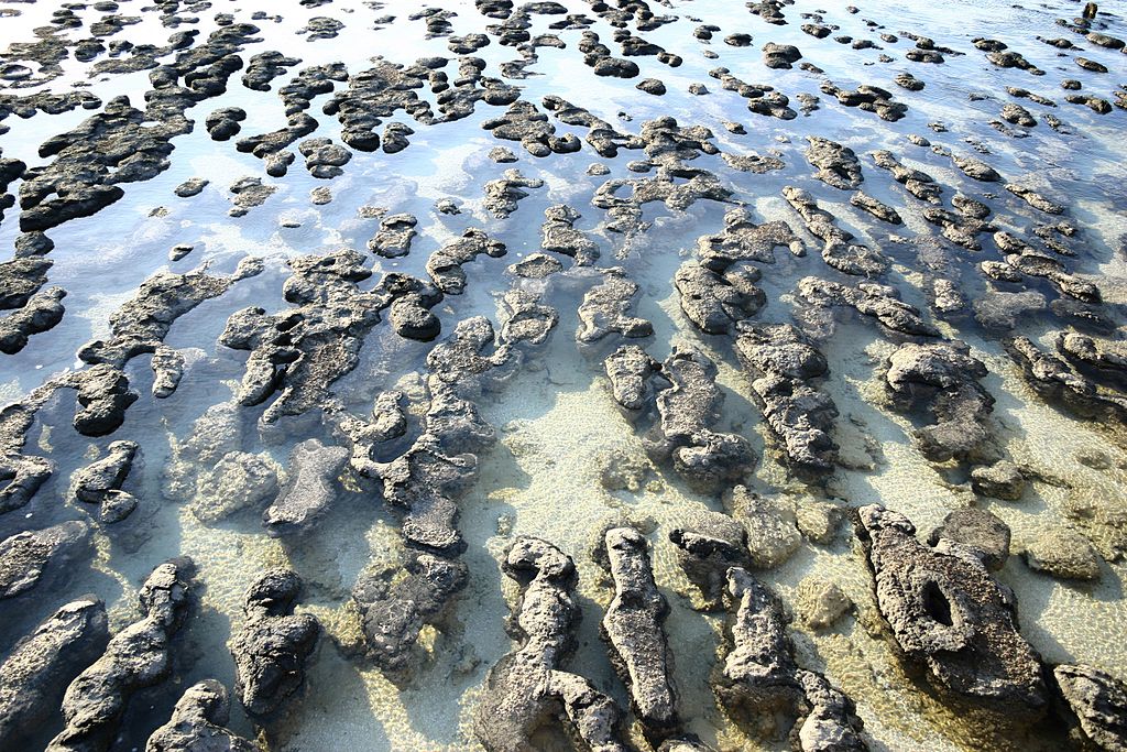 Stromatolithes - Australie