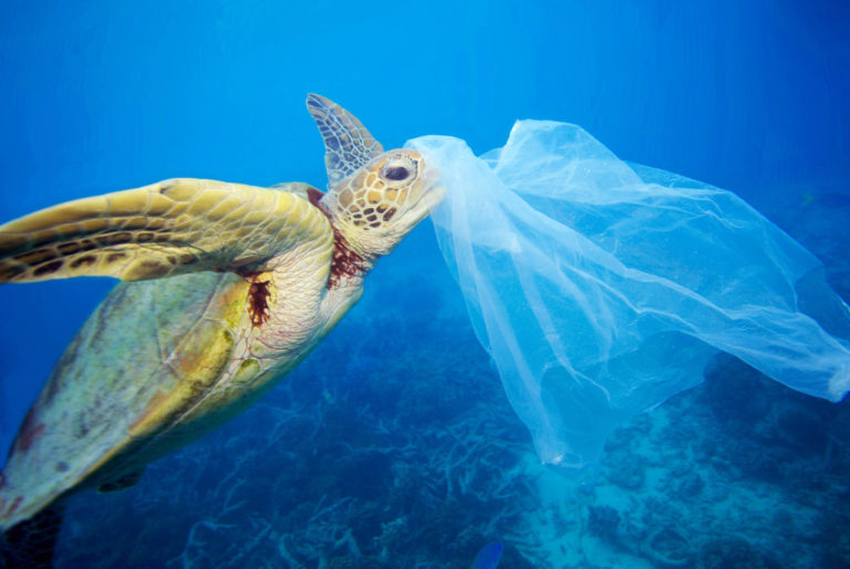 tortue et pollution plastique