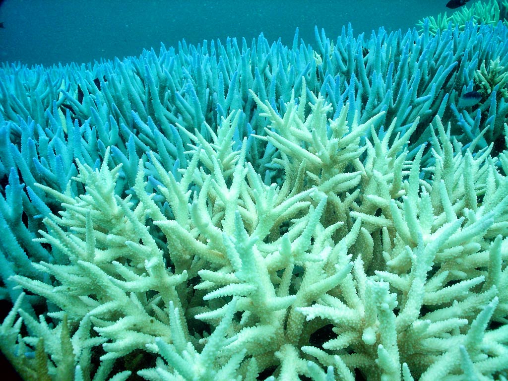Le phénomène de blanchiment des coraux dans la Grande Barrière de corail.