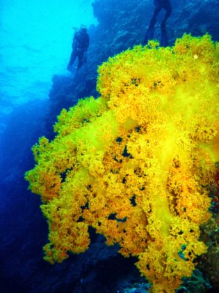 Un corail mou de la Grande Barrière de corail.