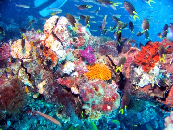 Coraux mous très colorés et poissons de la Grande Barrière de corail.