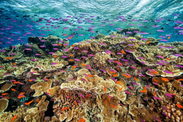Poissons colorés au dessus d’un massif corallien.