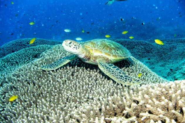 Tortue verte nageant dans les eaux de la Grande Barrière de corail.
