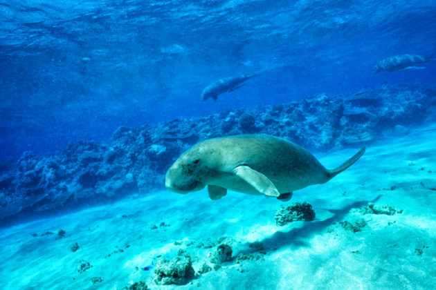 Troupeau de Dugongs dans la Grande Barrière de corail.
