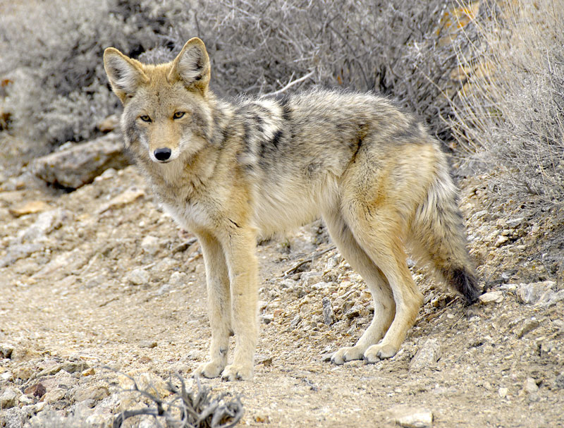 Un coyote surveille le territoire dans le Parc national de la Vallee de la Mort