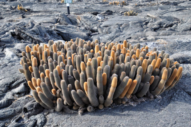 Les cactus de lave sont une espèce endémique des îles Galápagos