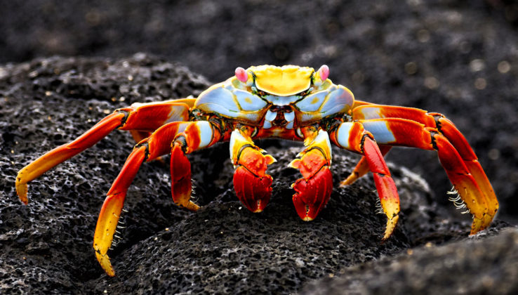 Le crabe rouge est une espèce emblématique des îles Galápagos.