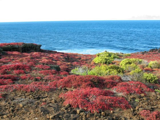 De la faune colorée pousse sur les îles Galápagos.