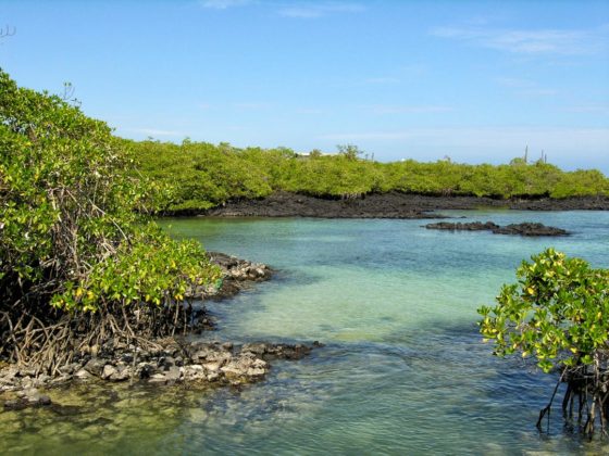 Une mangrove près des îles Galápagos.