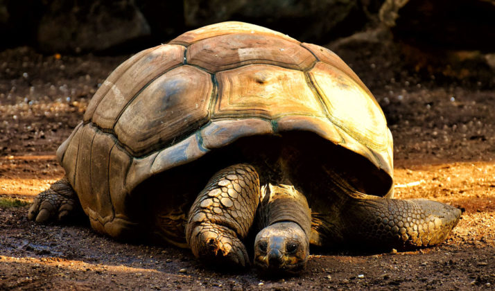 La tortue géante des Galápagos est une espèce endémique.