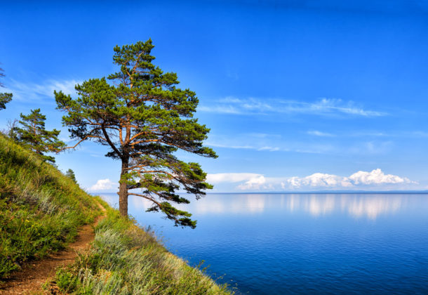 Un pin situé sur les berges du lac Baïkal.