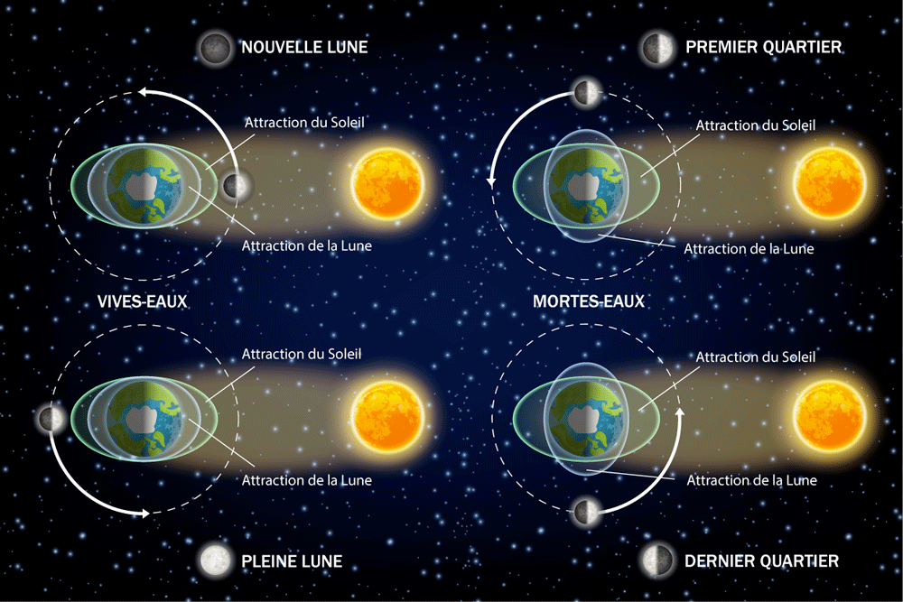 Les differents cycles entre la lune et les marees