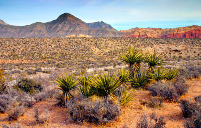 Le désert Mojave aux Etats-Unis.