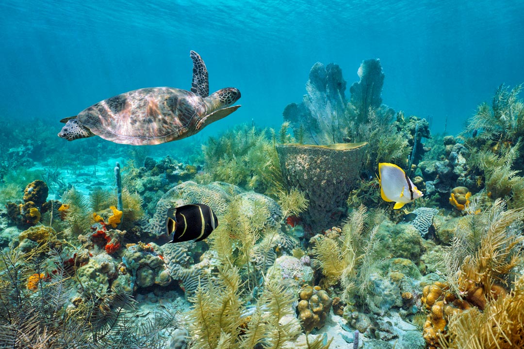 Une tortue et des poissons nagent dans le massif corallien, dans la mer des Caraïbes.