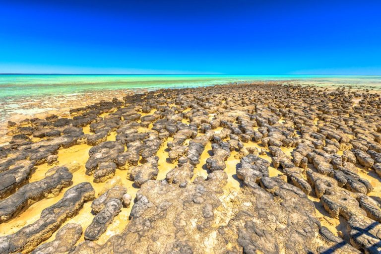 Les Stromatolithes ou l’Origine de la Vie sur Terre