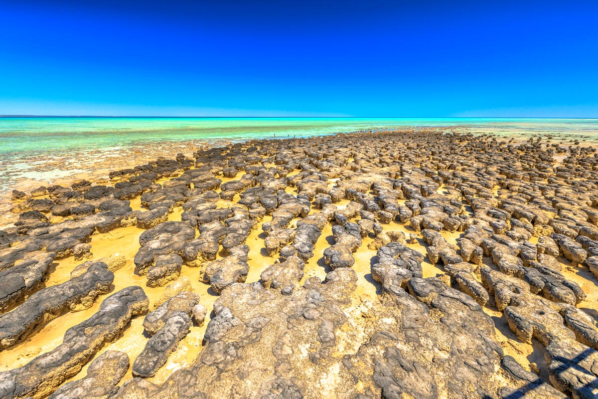 Les stromatolithes de Shark Bay à marée basse.