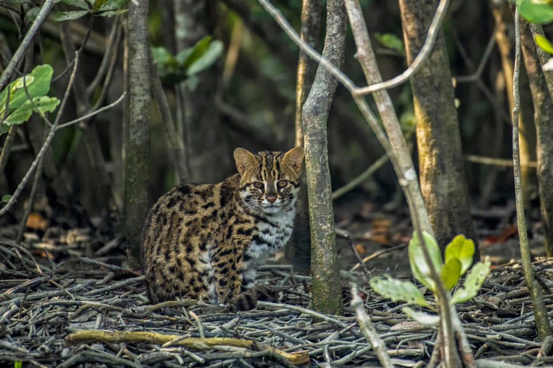 Un chat léopard dans la mangrove.