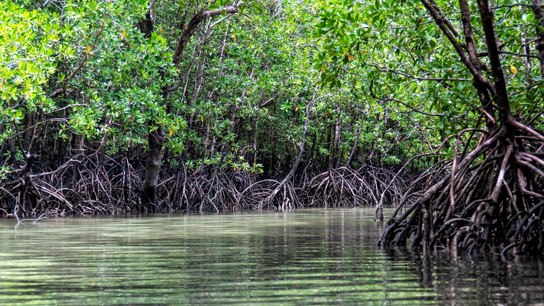 Forêt de palétuviers dans une mangrove australienne.