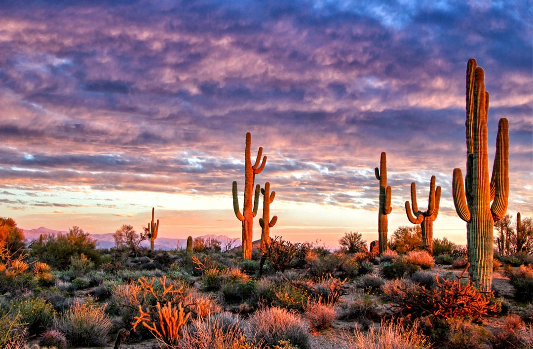 Cactus dans le désert de Sonora aux Etats-Unis.