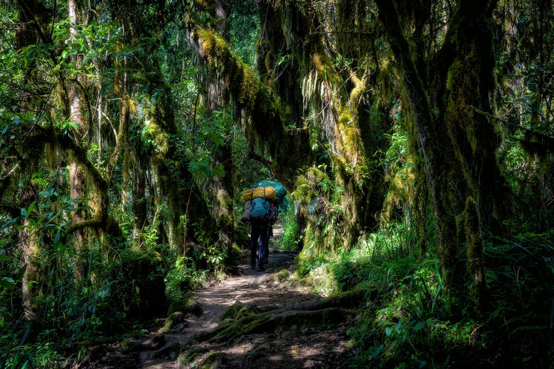 Une forêt tropicale dense et humide ceinture le Mont Kilimandjaro.