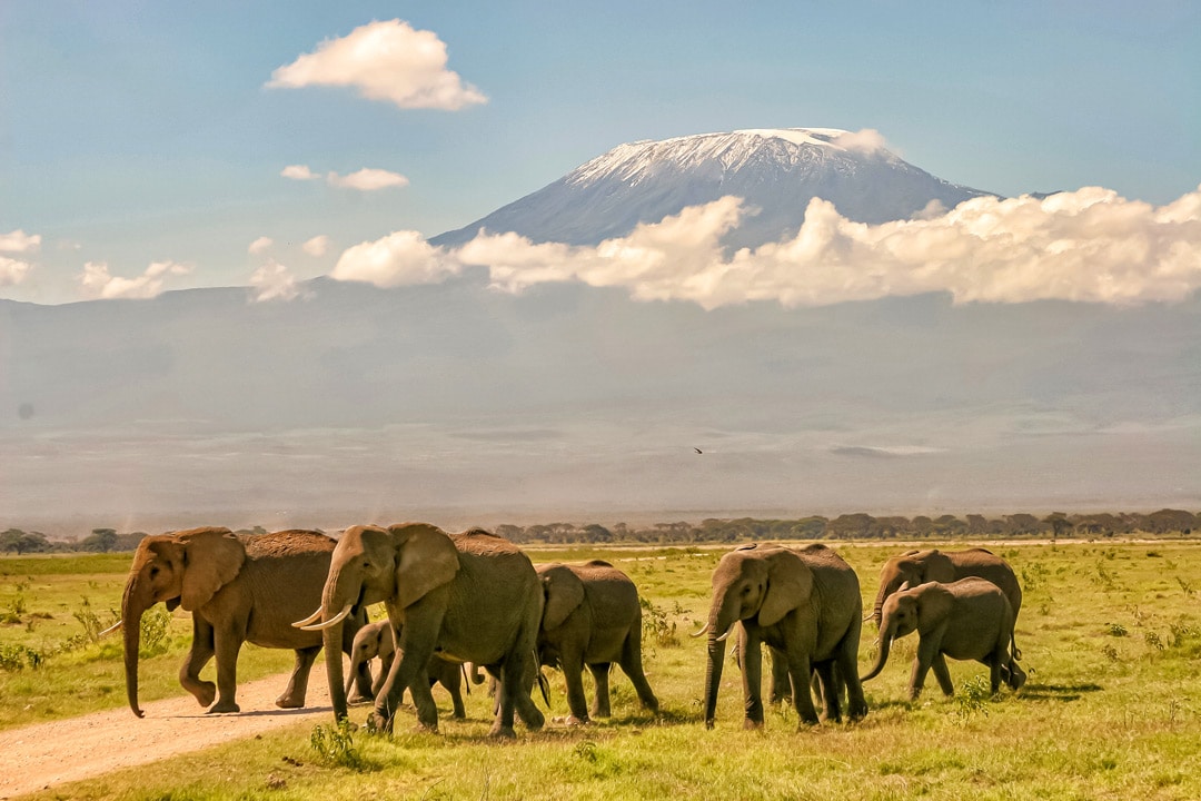 Éléphants devant le Mont Kilimandjaro au milieu de la savane.