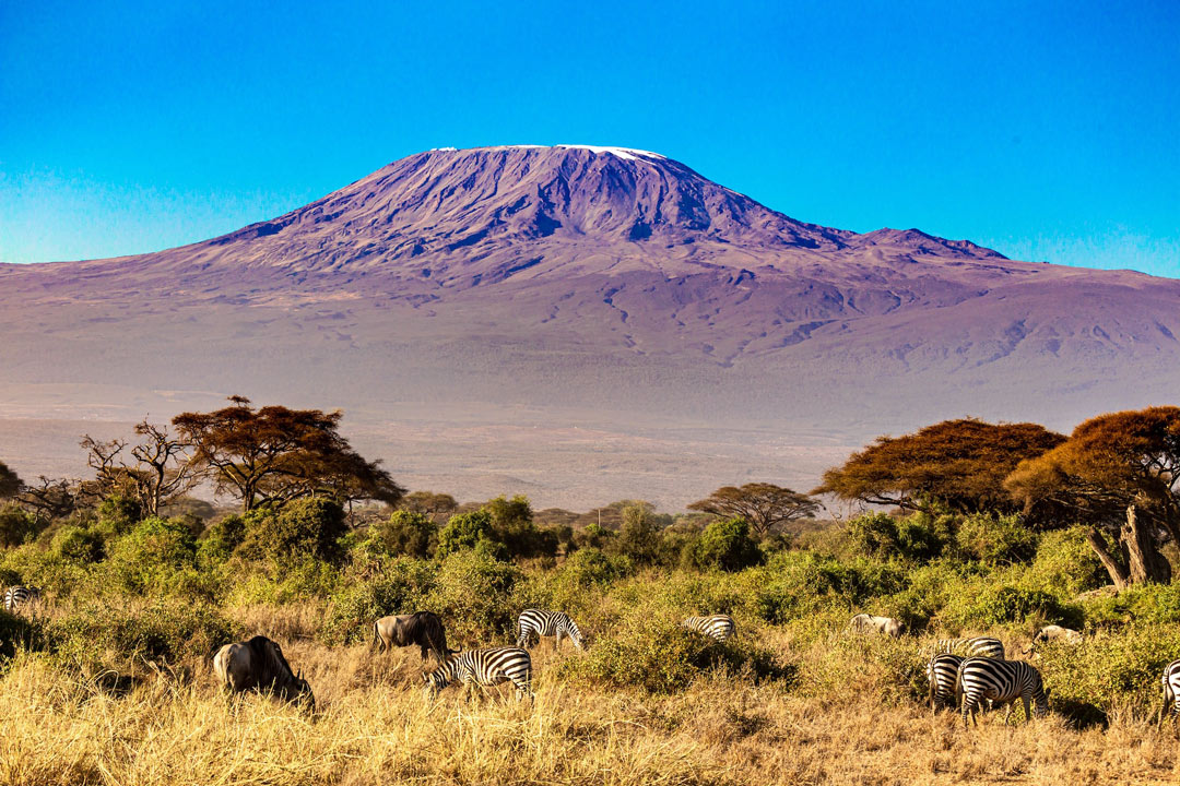 Le mont Kilimandjaro aride trône au milieu de la savane.