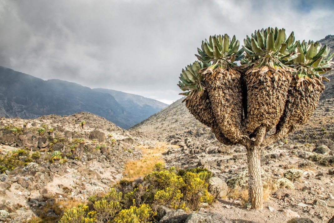 Mont Kilimandjaro Le Mythique Toit de l’Afrique L