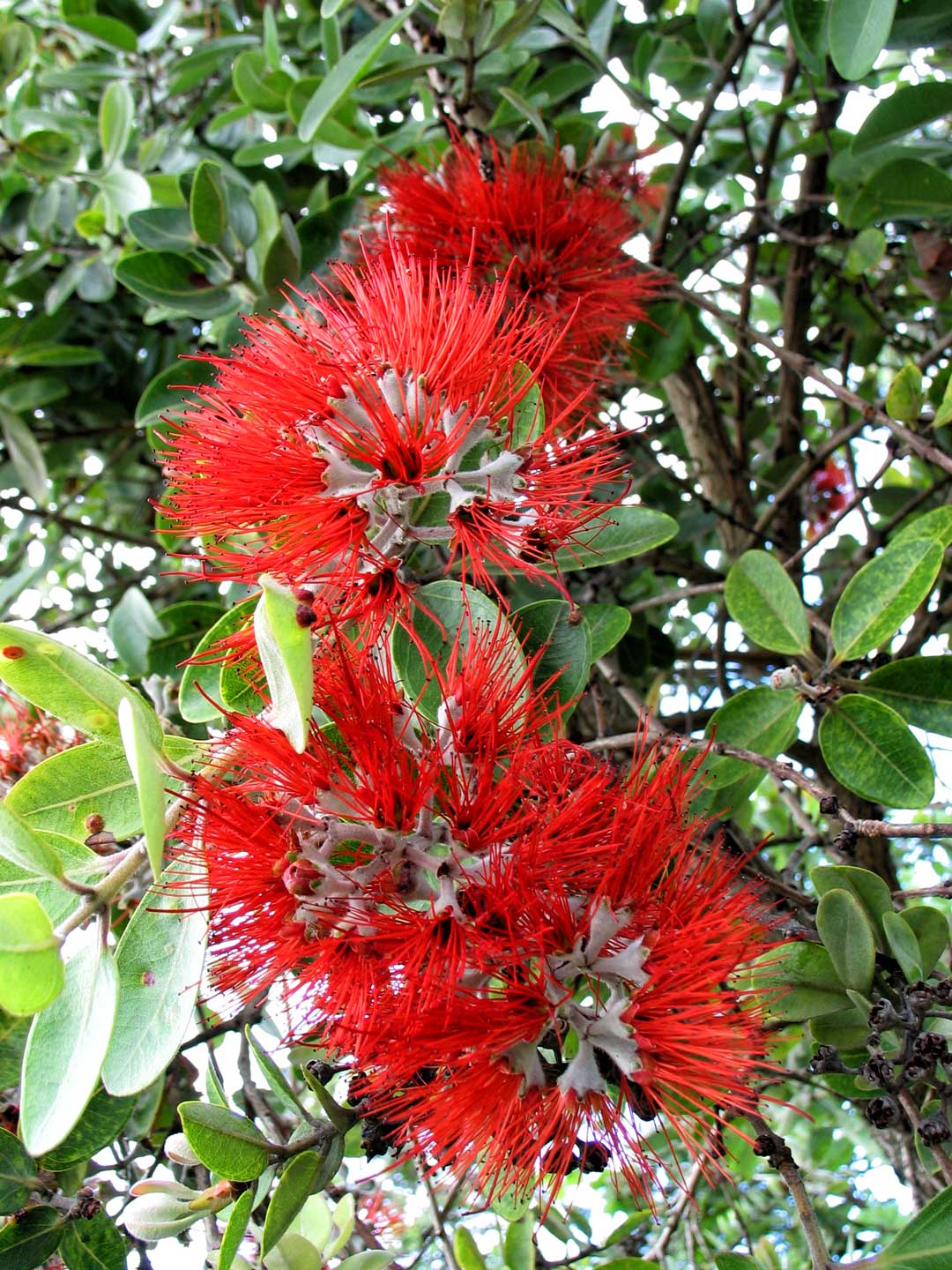 Les fleurs rouges ōhia lehua à Hawai.