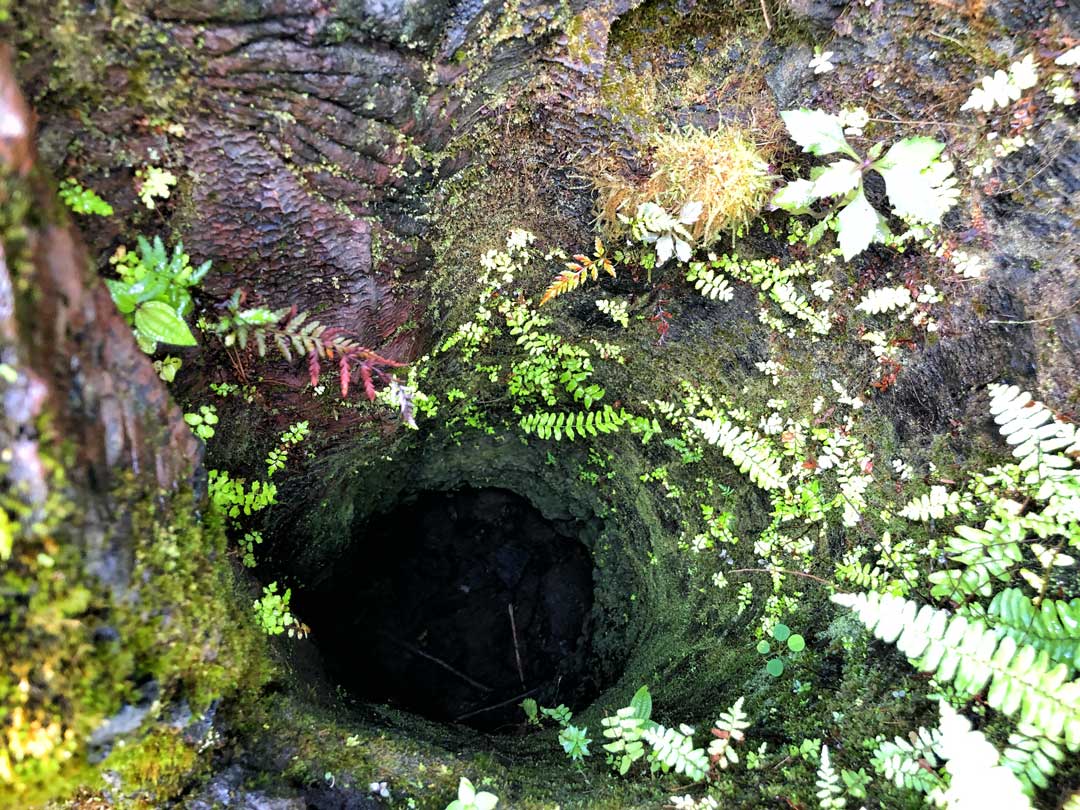 Vue d'une profonde cavité dans le sol constituant un moulage de tronc d'arbre à Hawaï.