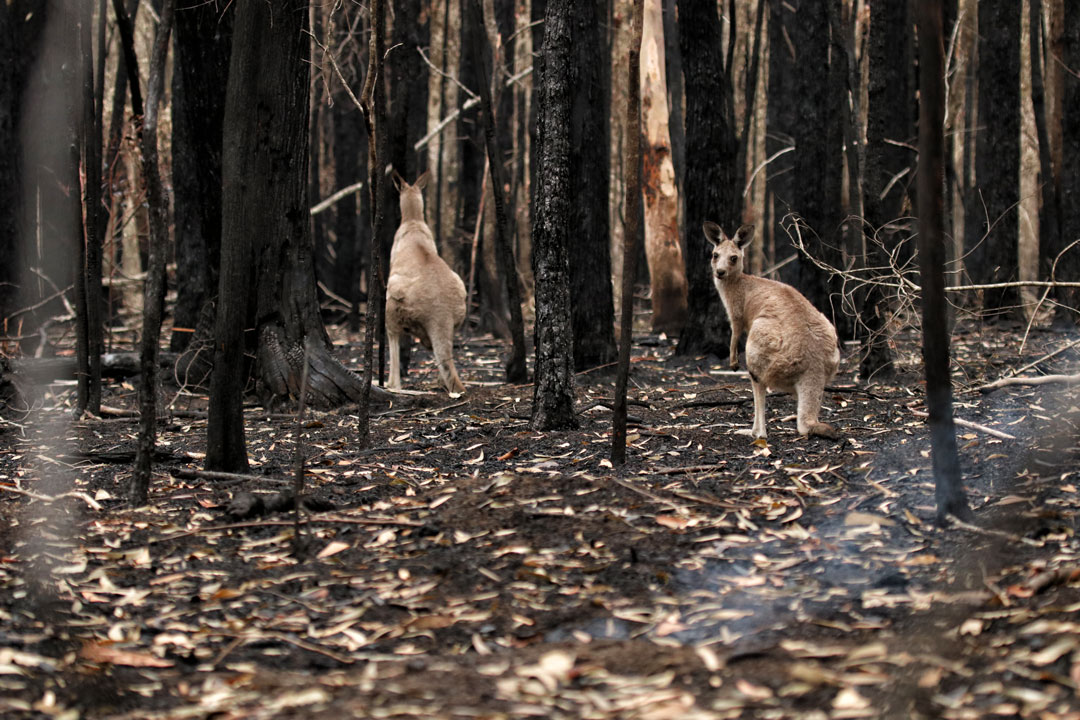 Kangourous après un feu de forêt en Australie en novembre 2020.