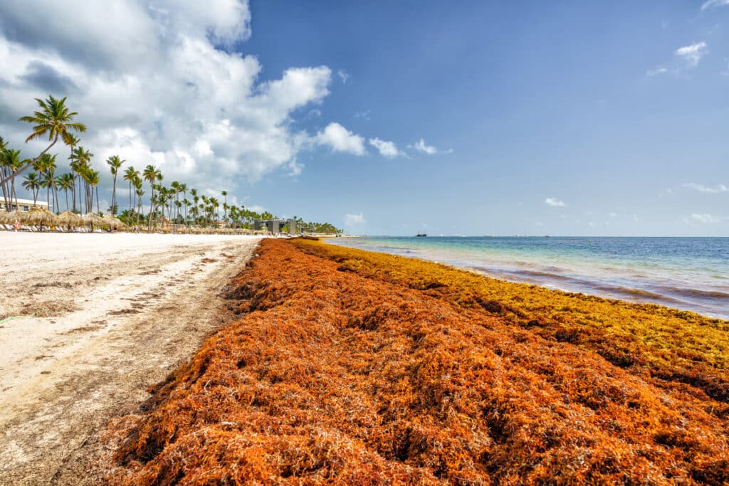 Algues sargasses sur les plages antillaises.
