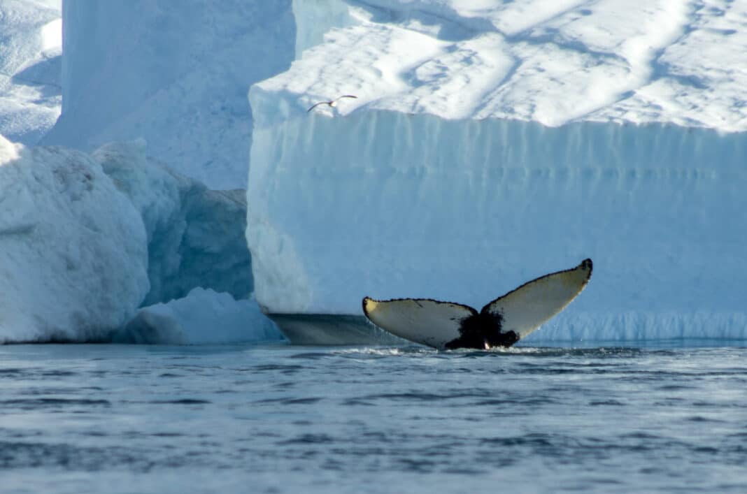 la-calotte-glaciaire-du-groenland-un-cosyst-me-en-danger-l-odyss-e