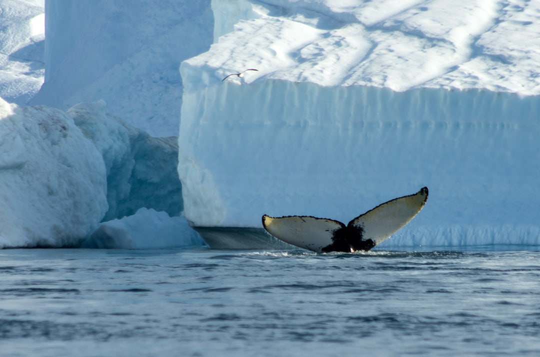 Baleine dans la baie de Disko au Groenland.