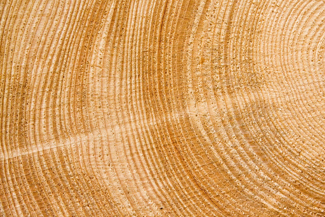 Zoom sur une partie des cernes de croissance annuels d'un tronc d'arbre.