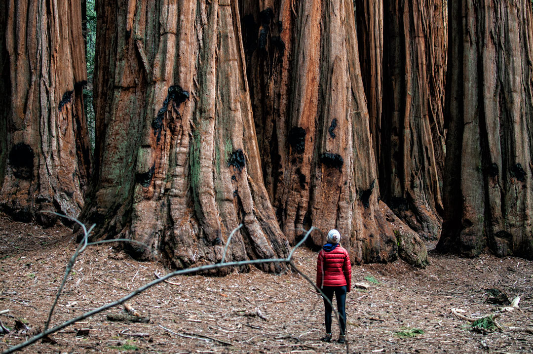 Personne debout devant des troncs de séquoias géants.