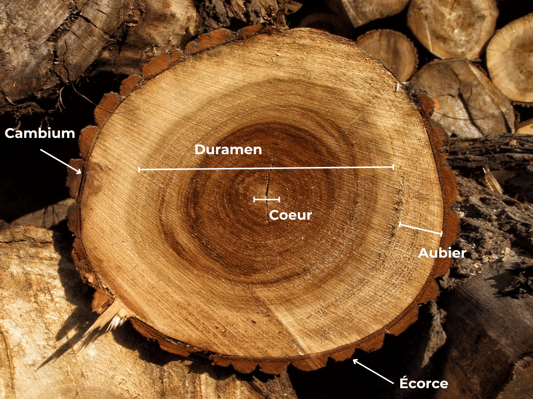 Schéma des principales parties d’un tronc d’arbre.