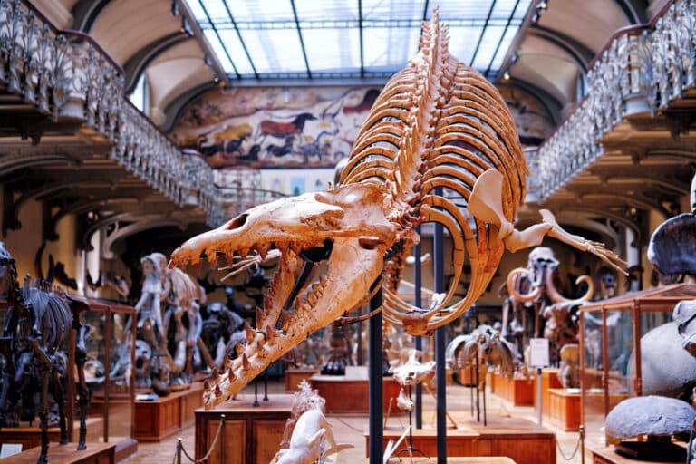 Galerie de Paléontologie du Muséum d'Histoire Naturelle à Paris.