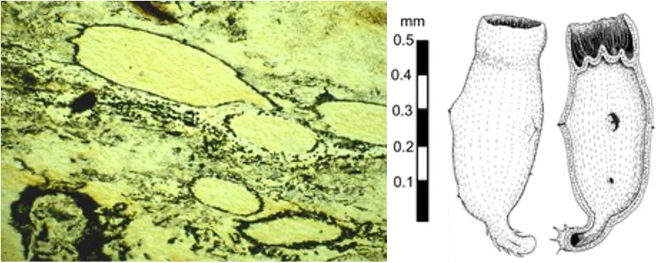 Fossile de champignon au microscope Diskagma buttonii.