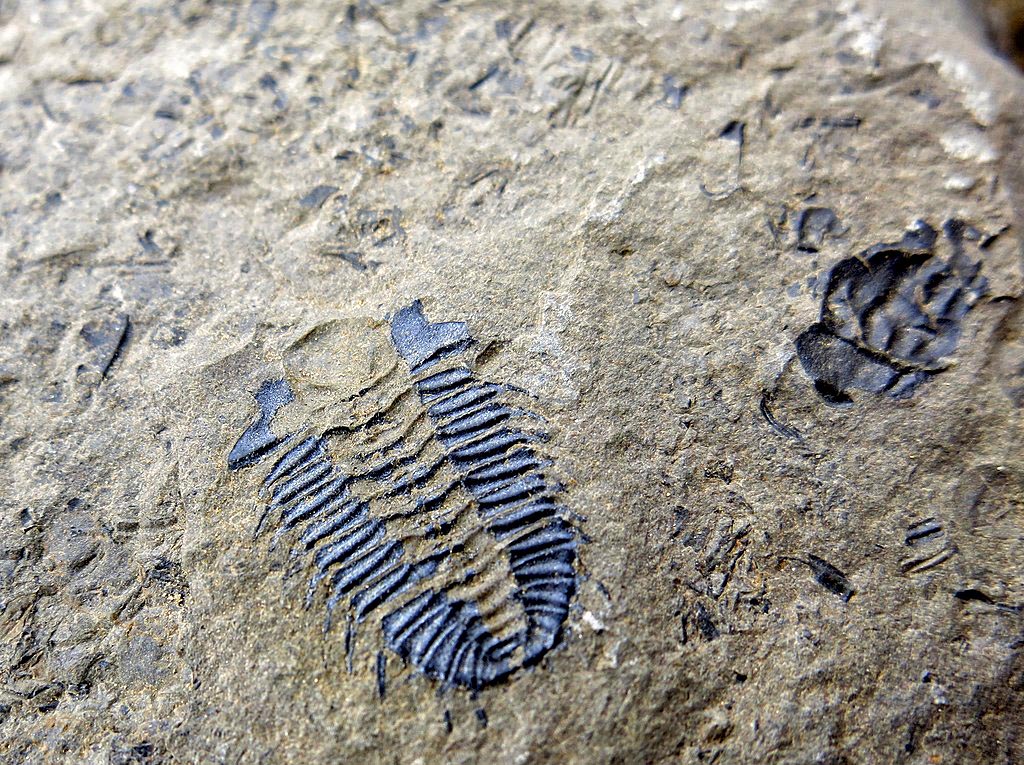 Fossile de trilobite dans le parc national Yoho au Canada.