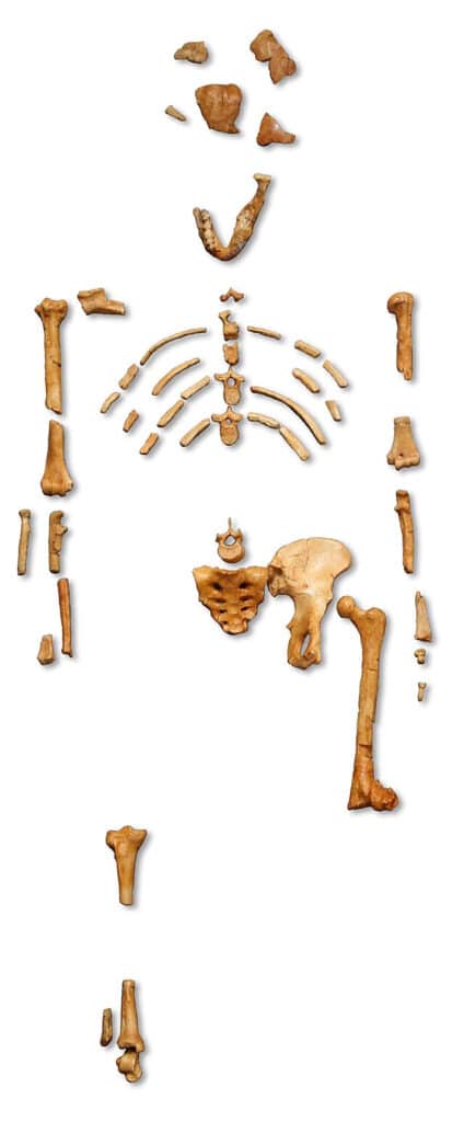 Squelette partiel de Lucy, australopithèque.