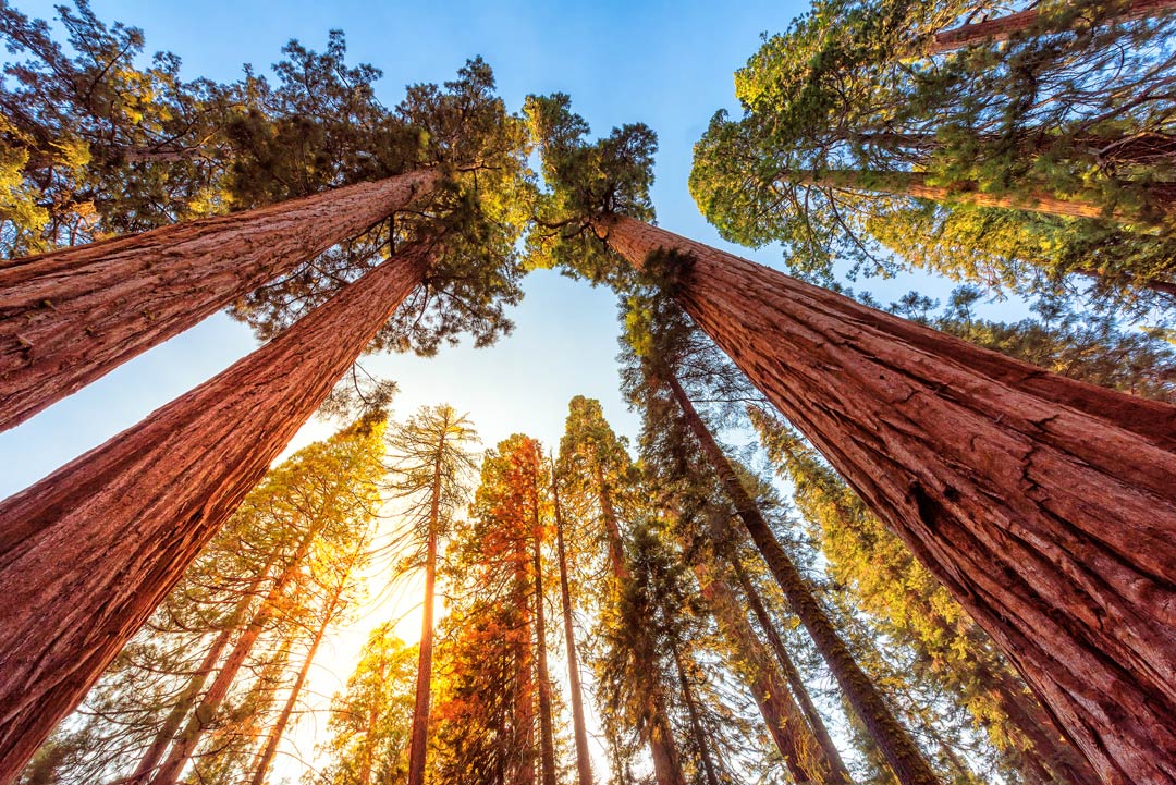 De nombreux séquoias géants dans le parc national de Yosemite.