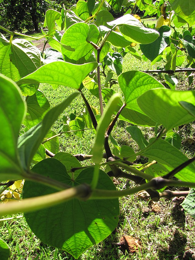 Plante de Kava, Vanuatu.