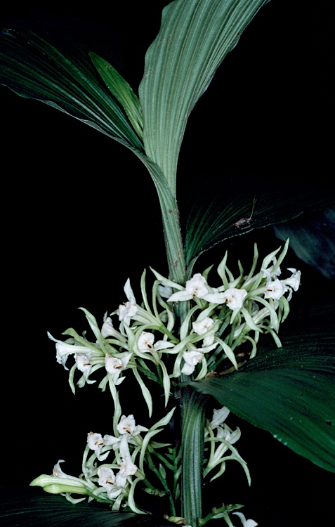 Orchidée endémique du Vanuatu.